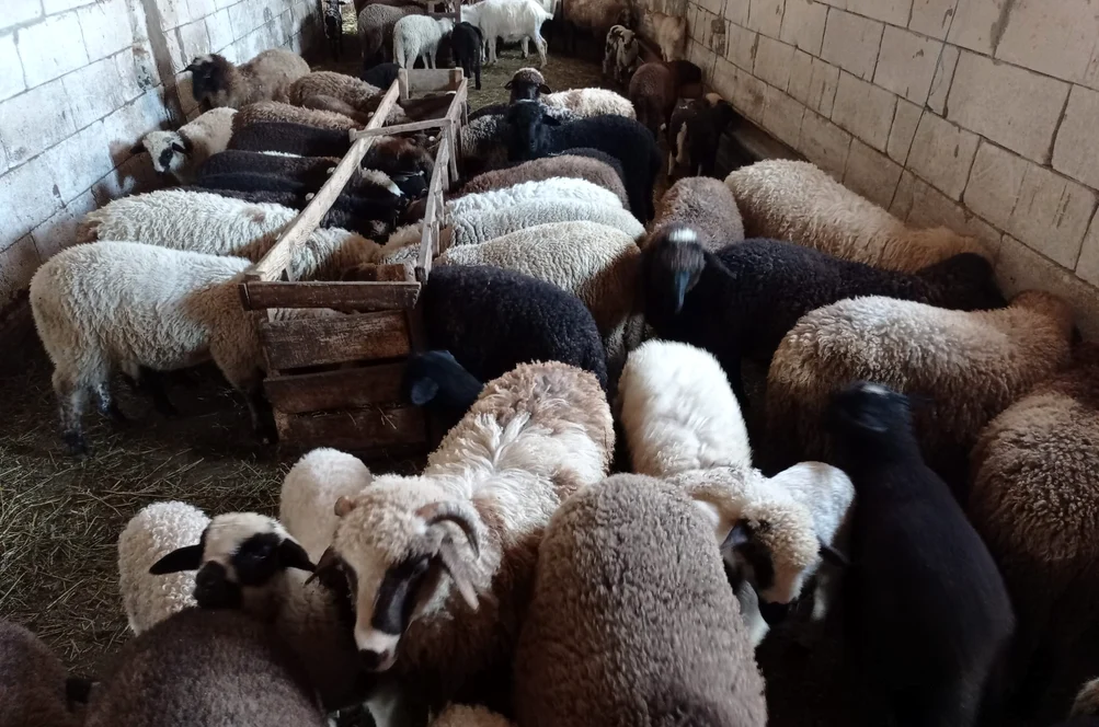 Prețurile de anul acesta nu vor lăsa loc de profit FOTO: arhiva Mădălin Pănescu