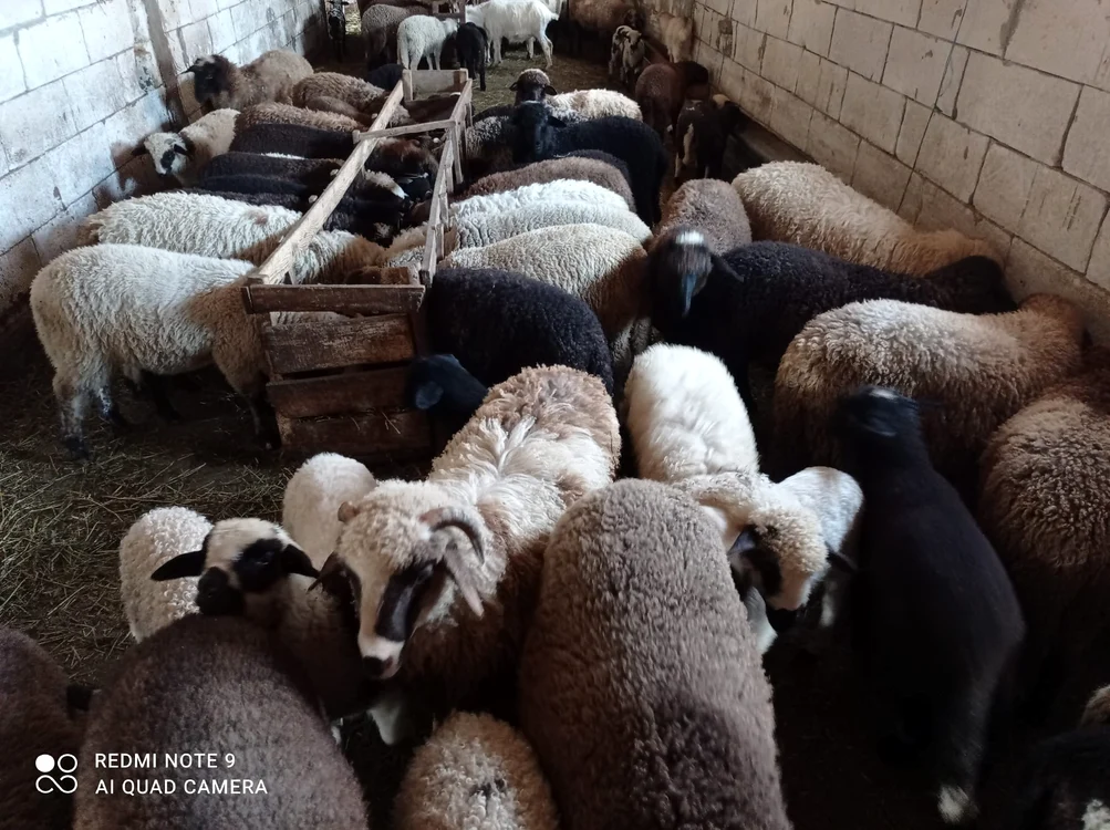 Foto: Arhivă
