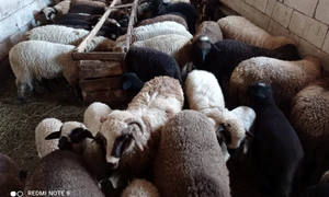 turma oi, miei   foto arhiva madalin panescu (2) jpeg