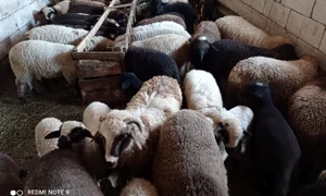 turma oi, miei   foto arhiva madalin panescu (2) jpeg