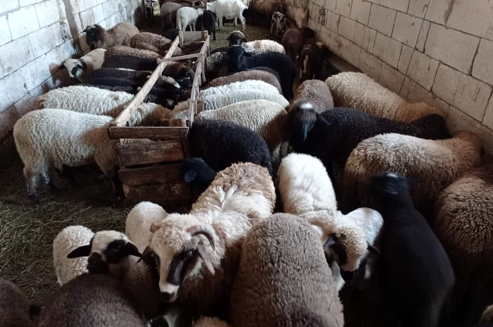 Prețurile de anul acesta nu vor lăsa loc de profit FOTO: arhiva Mădălin Pănescu