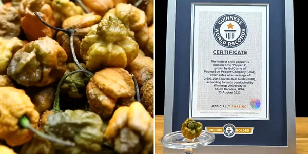cel mai iute ardei foto guinness world records jpg