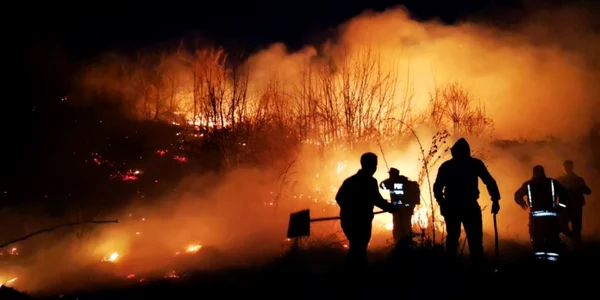 incenidu vegetaie aninoasa