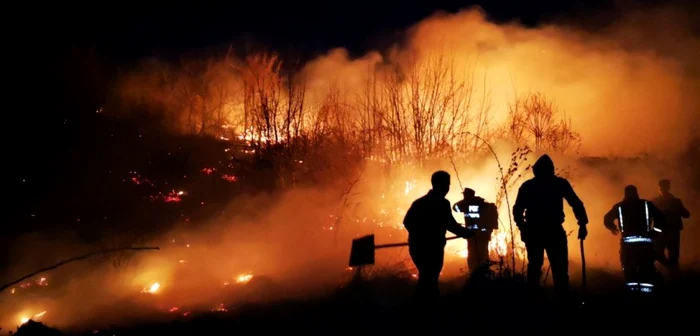incenidu vegetaie aninoasa