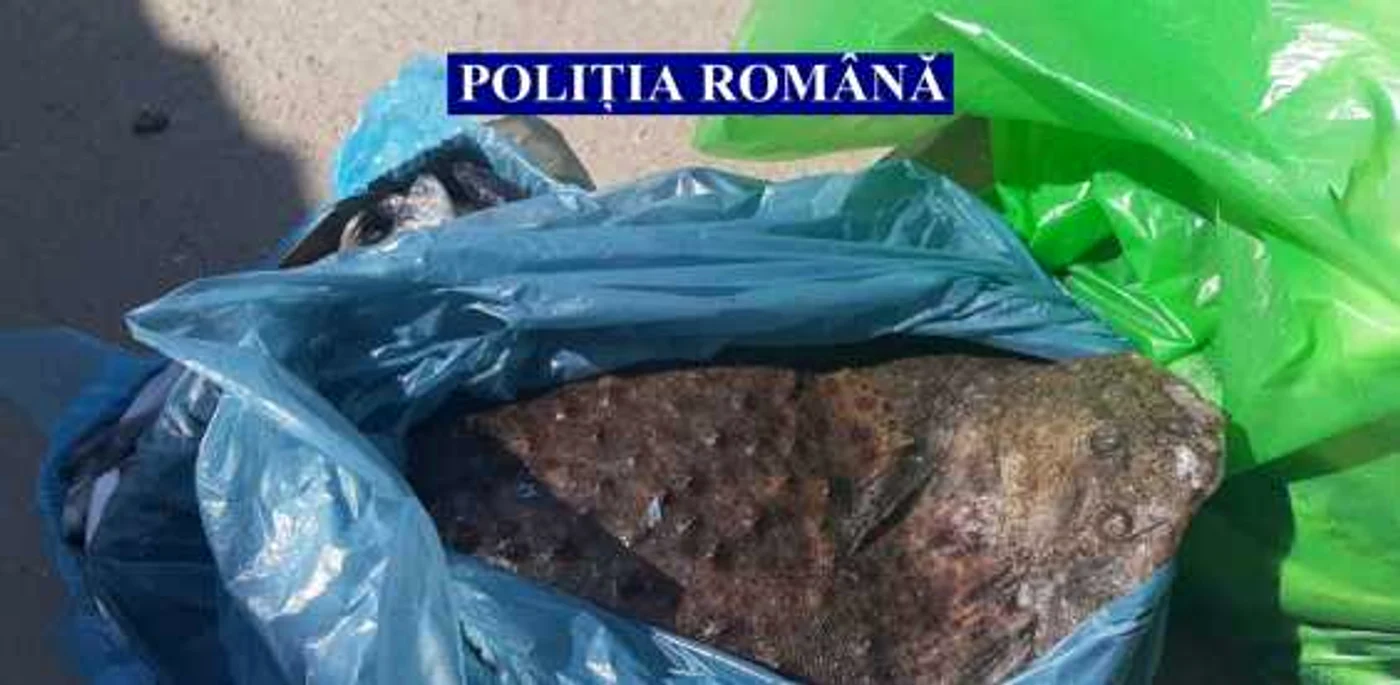 Peştele fără documente a fost confiscat de poliţişti FOTO IPJ Ialomiţa