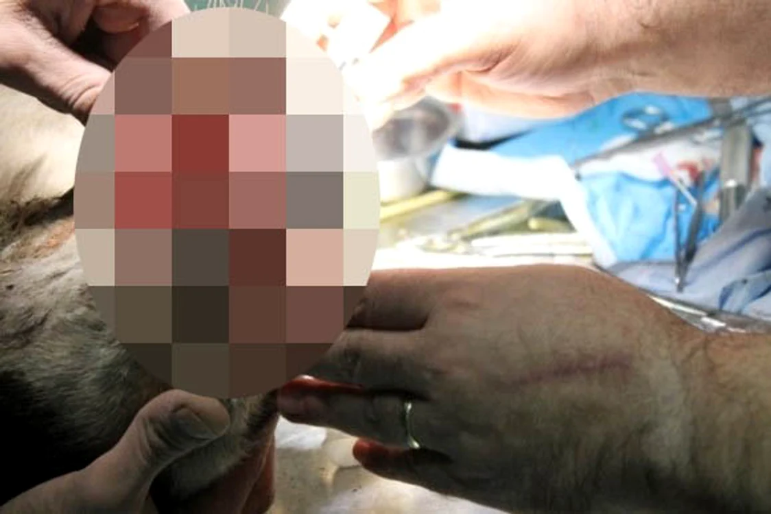 Patrupedul avea foarte multe răni și a fost eutanasiat în cele din urmă de medicii veterinari