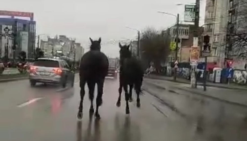 Cai de rasă printre mașini, în trafic, în centrul Craiovei. Cum au fost prinse cabalinele VIDEO