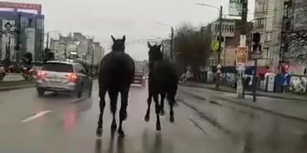 foto cai jpg