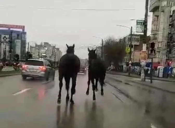 Cai în galop prin Craiova SURSA martor 