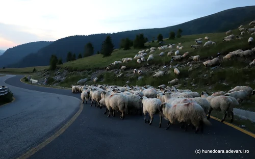 Transalpina Foto Daniel Guță ADEVĂRUL (210) JPG