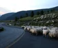 Transalpina Foto Daniel Guță ADEVĂRUL (210) JPG