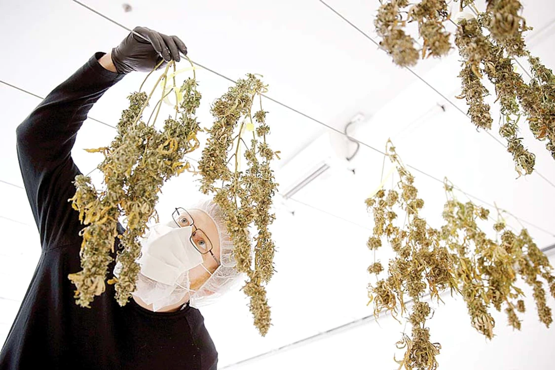 Plantele sunt  controlate  permanent (Fotografii: Reuters)