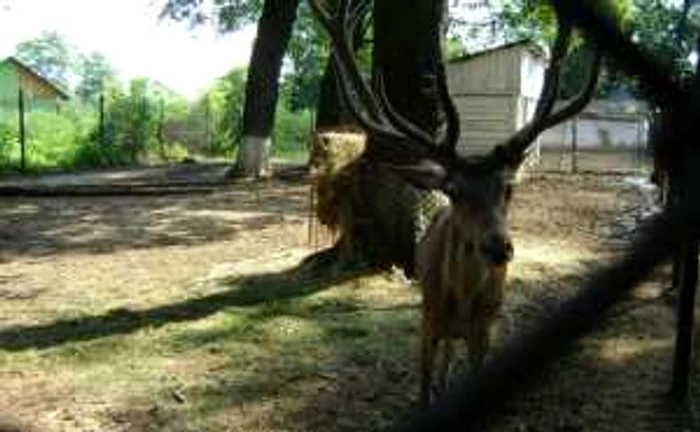 Bărbatul a fost omorât, cel mai probabil, de cerbii pe care îi hrănea FOTO Arhivă