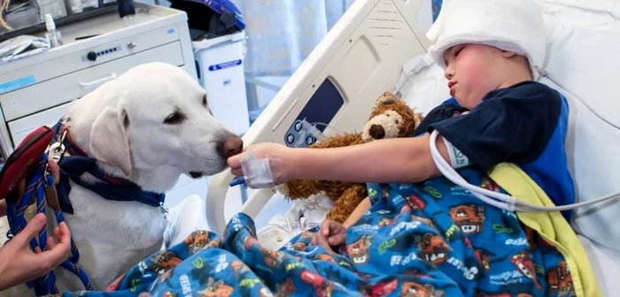 Mirosul foarte fin al câinilor poate detecta o anomalie în metabolismul oamenilor, semnul unei tumori canceroase/FOTO dogdays.grouchypuppy.com