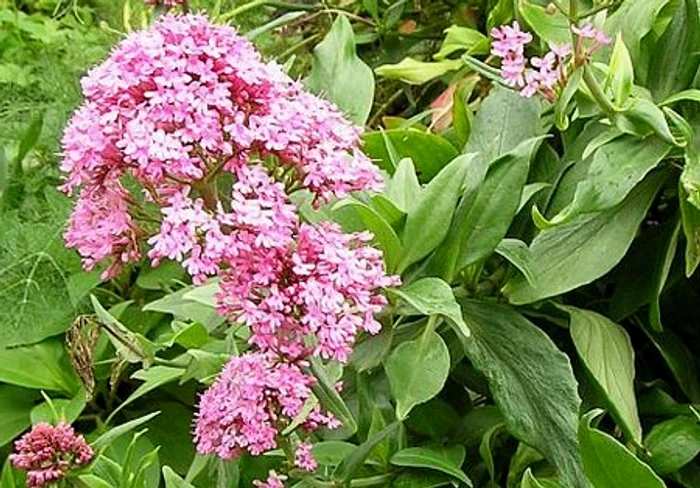 Valeriana