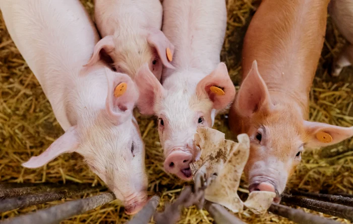 
    Pesta porcină africană le dă bătăi de cap autoritățilorFoto: Shutterstock  