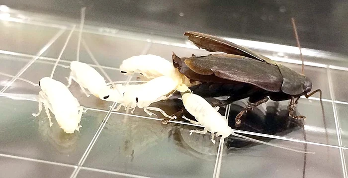 Gândacul din specia Diploptera Punctate naşte pui vii şi îi hrăneşte cu o substanţă extrem de concentrată