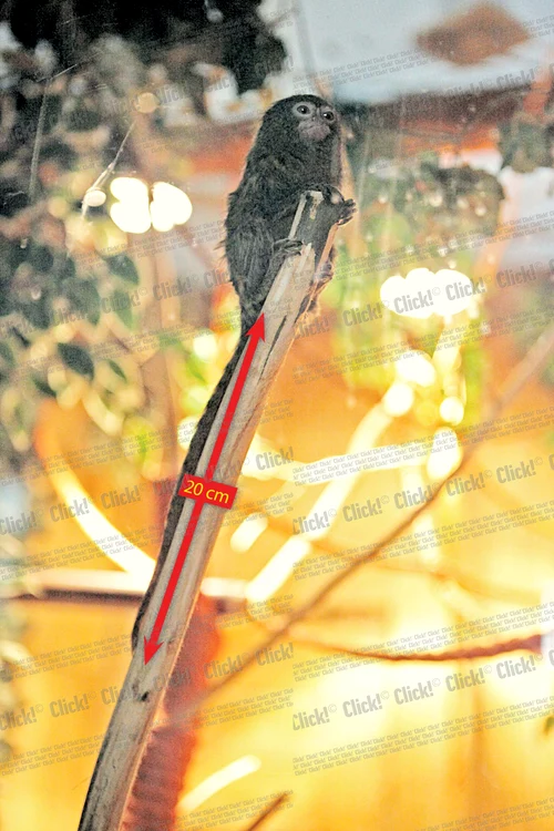 Gina şi Aurică au fost aduşi de la Sofia de câteva zile (Fotografii: Robert Sălceanu)