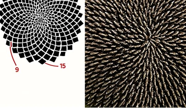 540409053 1304543354376261 5589417855722424663 n jpg