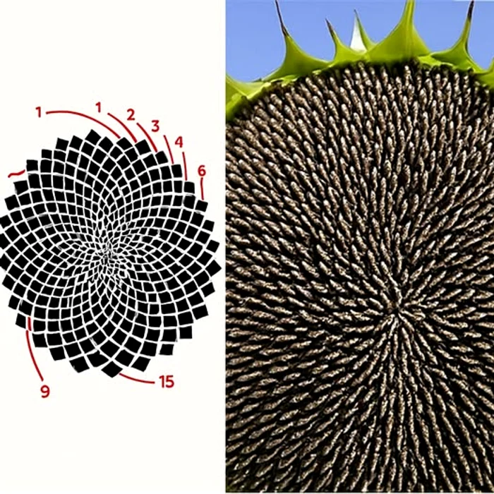 Secretul matematic pe care îl ascunde floarea-soarelui / FOTO: Facebook Atlas Geografic
