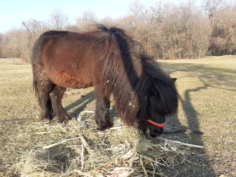 Poneii au fost scoşi deja la păscut  
