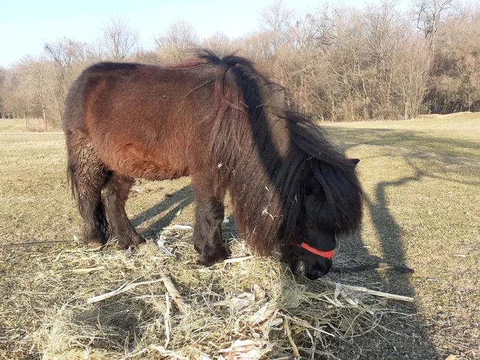 Poneii au fost scoşi deja la păscut  