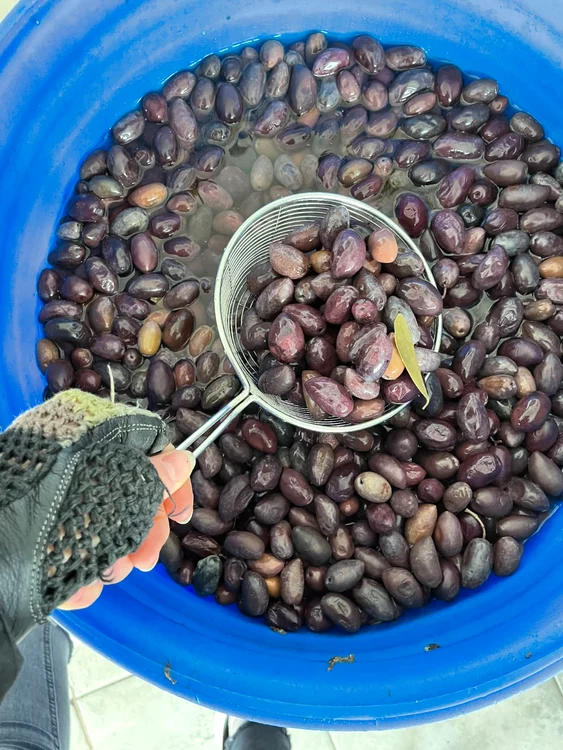 Măslinele au ajuns și în România FOTO: arhiva Cătălin Trenovici