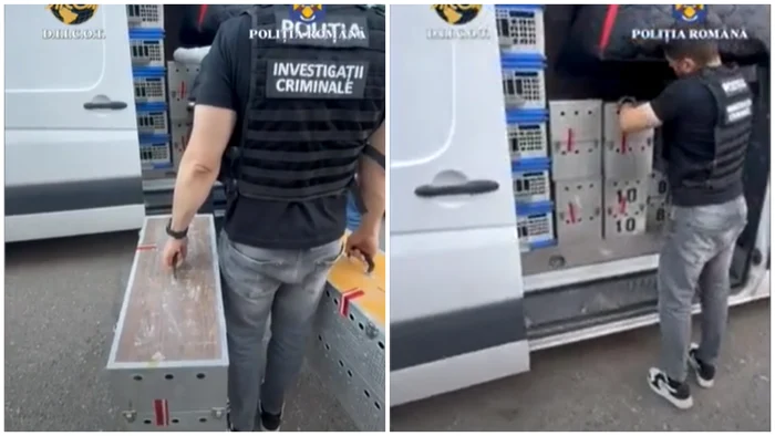VIDEO Zeci de porumbei valoroși de concurs, furați din Belgia, au fost găsiți în Mehedinți. Prejudiciul este estimat la 2,2 milioane de euro