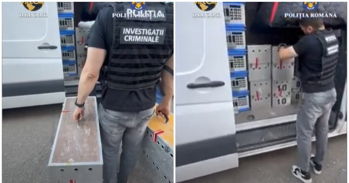 Porumbei de concurs furați în Belgia, descoperiți în Mehedinți: prejudiciu de 2,2 milioane euro.