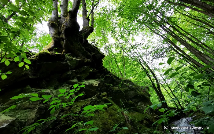 Pădure. Foto: Daniel Guță. ADEVĂRUL