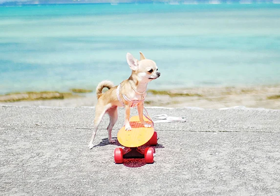Acest chihuahua  a învăţat să facă  skateboarding
