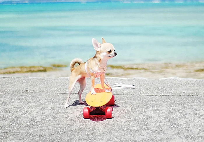 Acest chihuahua a învăţat să facă skateboarding
