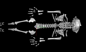 Cercetătorii au realizat un model 3D al scheletului neanderthalian Amud 7. (© Been et al. (CC BY 4.0))