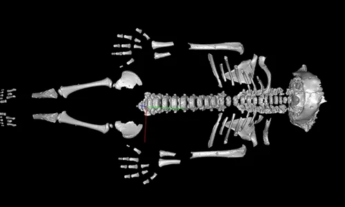 Cercetătorii au realizat un model 3D al scheletului neanderthalian Amud 7. (© Been et al. (CC BY 4.0))