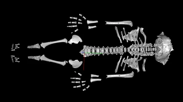 Cercetătorii au realizat un model 3D al scheletului neanderthalian Amud 7. (© Been et al. (CC BY 4.0))
