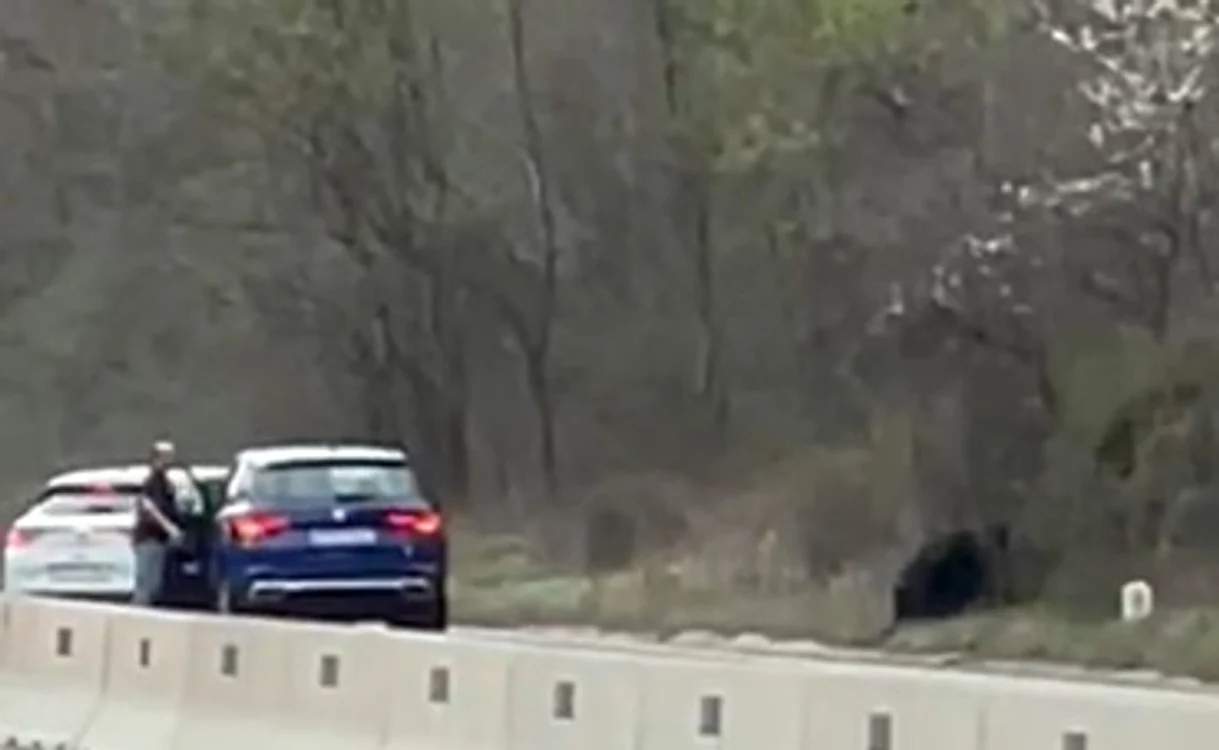 Deşi rănit, a reuşit să intre în pădure. Captură video