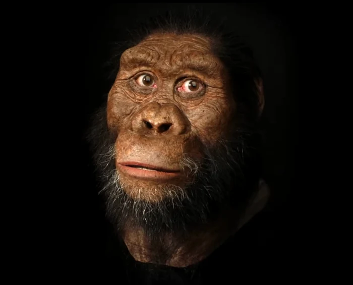 Australopithecus jpg jpeg