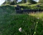 cetatea dacica costesti foto daniel guta