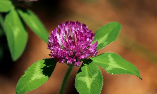Trifoiul rosu beneficii si contraindicatii  Sursa foto Pixabay jpg