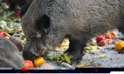 Porc mistreţ Foto: arhivă