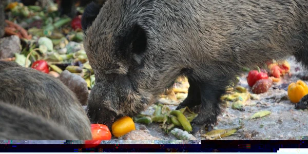 Porc mistreţ Foto: arhivă