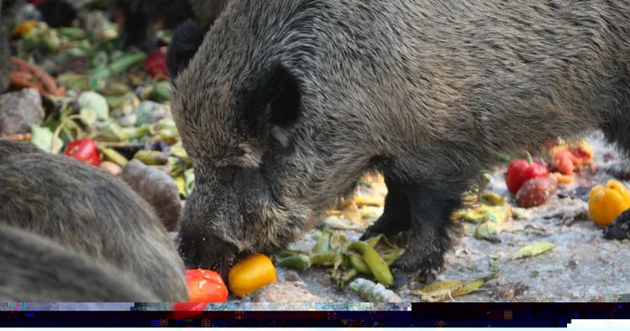 Vânătoarea de mistreţ este permisă până pe 31 decembrie FOTO: Adevărul