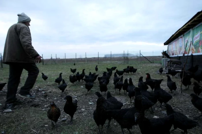 Ferma eco de pe centura Timişoarei