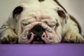 Un buldog doarme înainte de a concura la concursul Westminster Kennel Club 141 în New York FOTO Guliver / Getty images / Drew Angerer