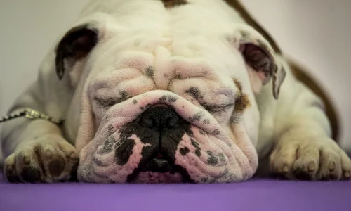 Un buldog doarme înainte de a concura la concursul Westminster Kennel Club 141 în New York FOTO Guliver / Getty images / Drew Angerer