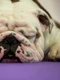 Un buldog doarme înainte de a concura la concursul Westminster Kennel Club 141 în New York FOTO Guliver / Getty images / Drew Angerer
