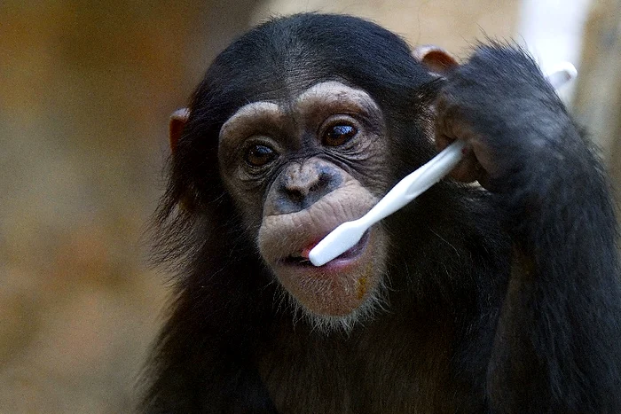 maimuta periuta de dinti