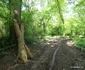Parcul dendrologic Simeria Foto Daniel Guță ADEVĂRUL (26) JPG