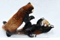 king fu panda austria jpeg