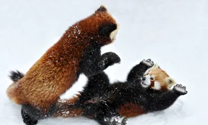 king fu panda austria jpeg